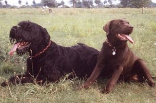 hunde